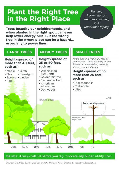 tree planting tips